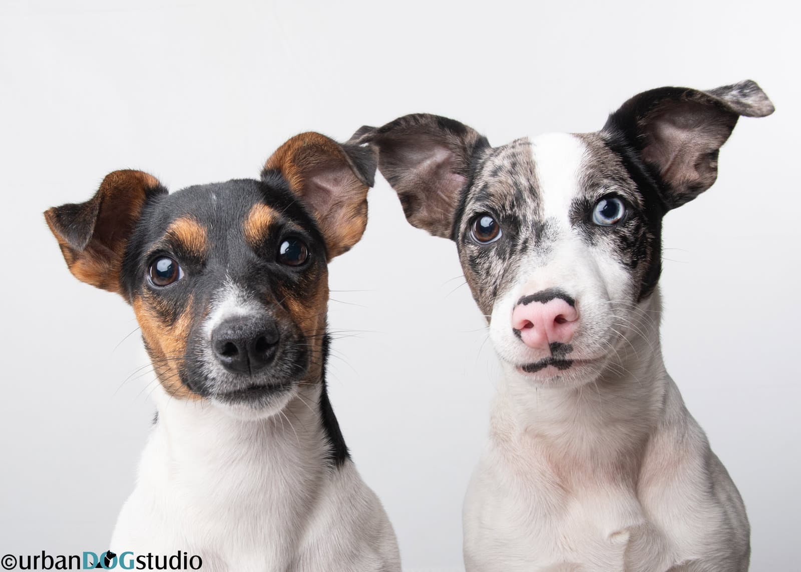 Peach  Sprout - Bonded Pair - Jack Russell Terrier