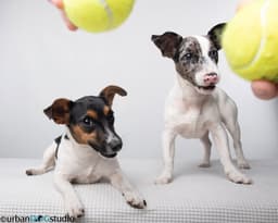 Peach  Sprout - Bonded Pair image 3