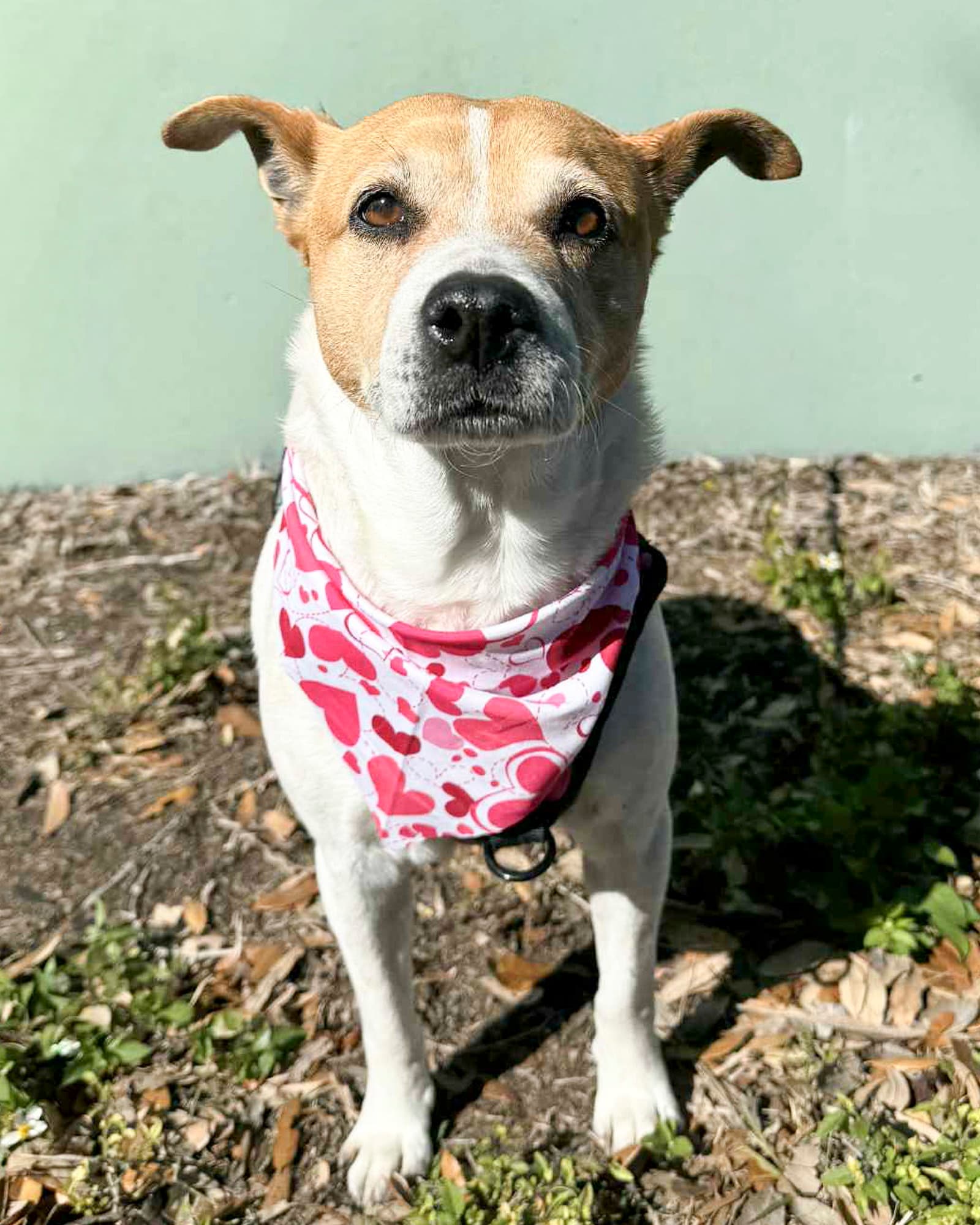 Gracee - F - Beagle