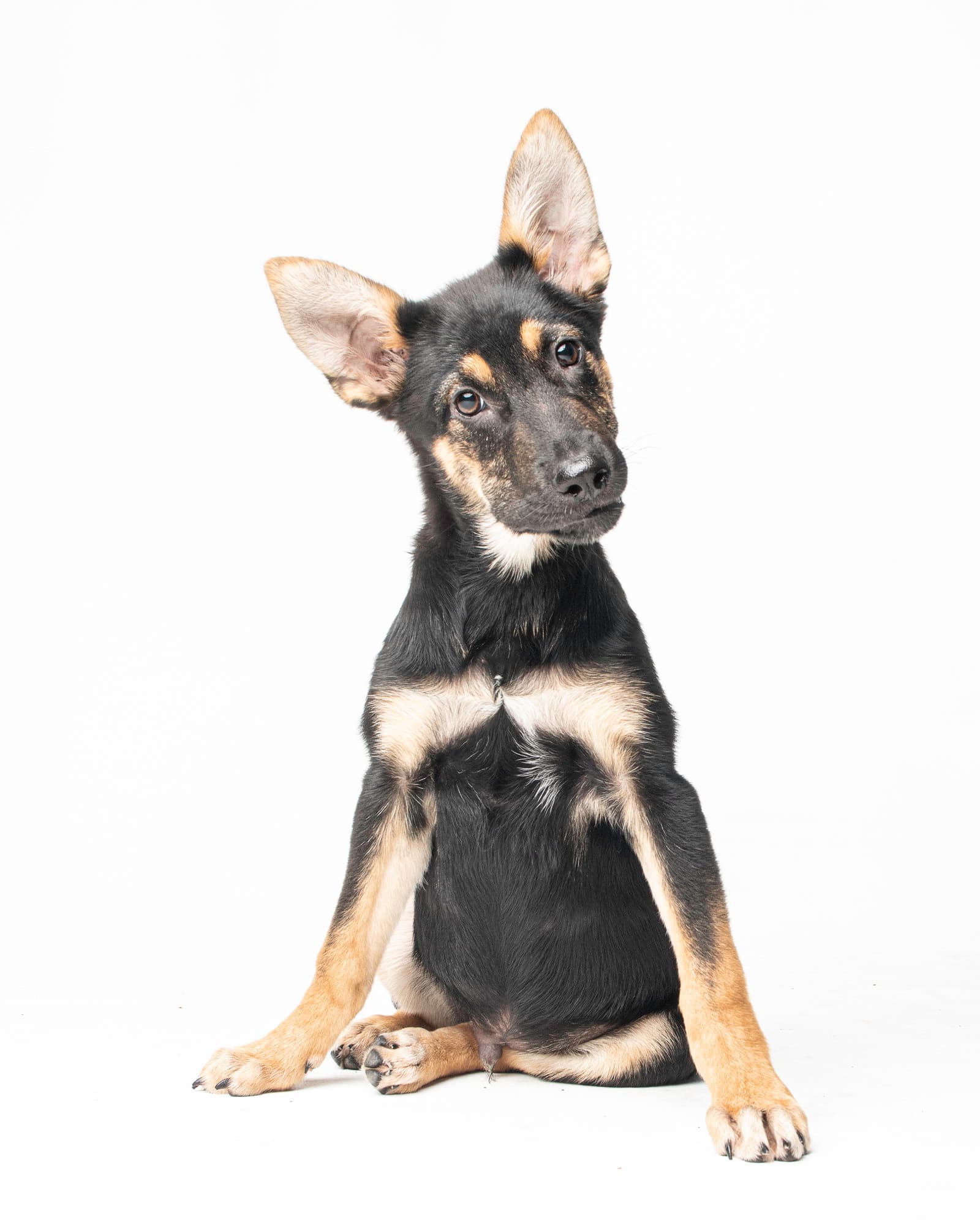 Stoney - M - German Shepherd Dog