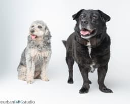 Bonded Pair - Cooper  Artie image 1