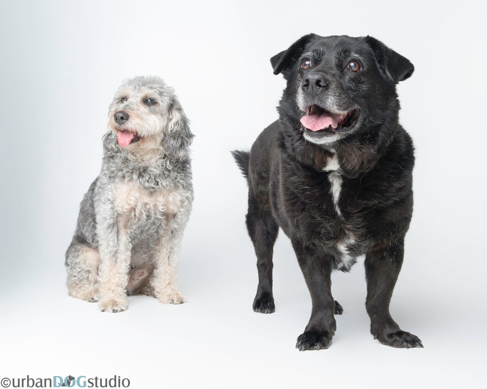 Bonded Pair - Cooper  Artie - Labrador Retriever
