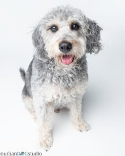 Bonded Pair - Cooper  Artie image 2