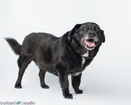Bonded Pair - Cooper  Artie image 3