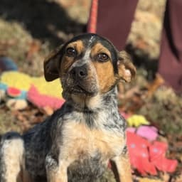 Darby image 4
