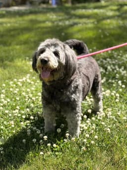 Stella image 3