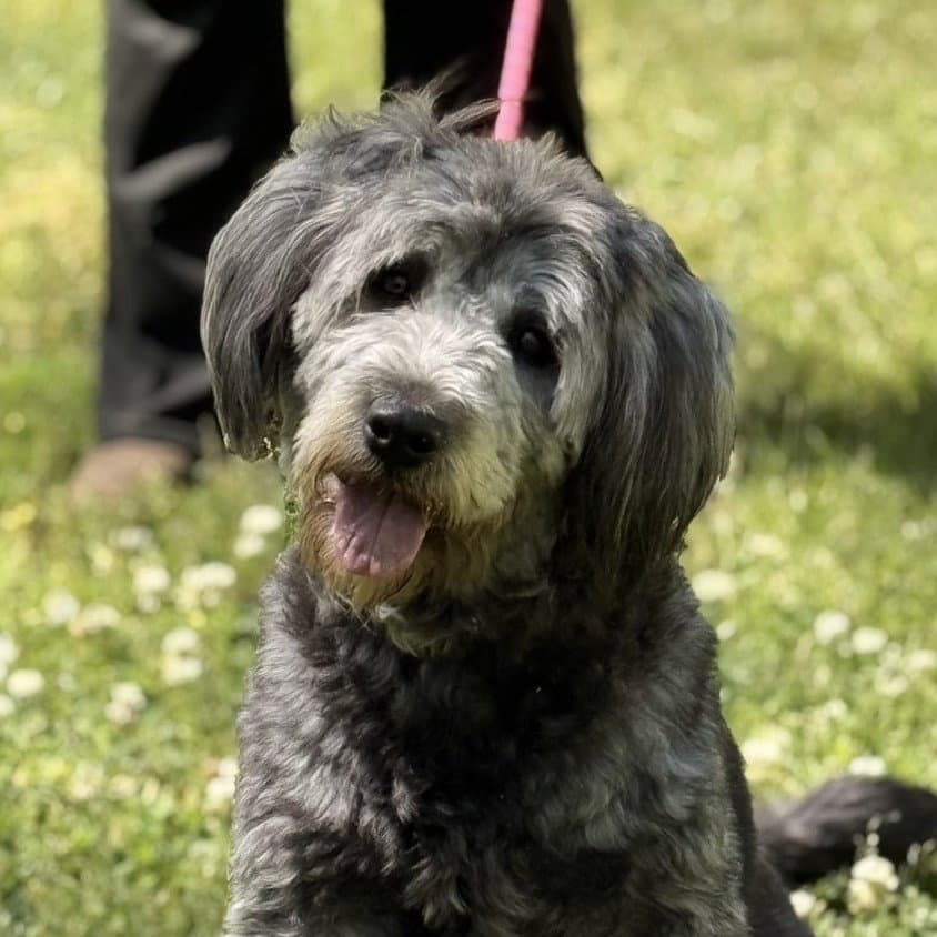 Stella - Poodle (unknown type)