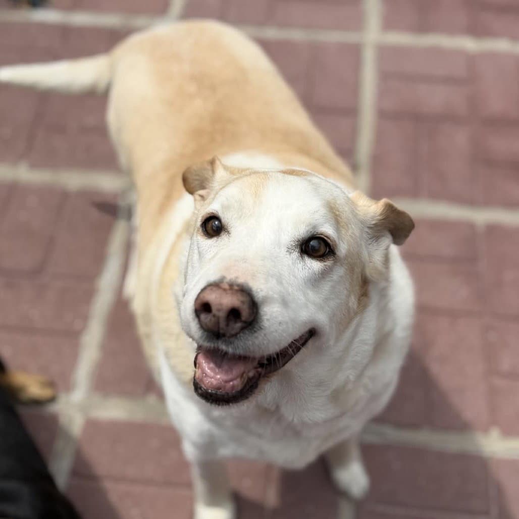 Marge And Homer - Labrador Retriever