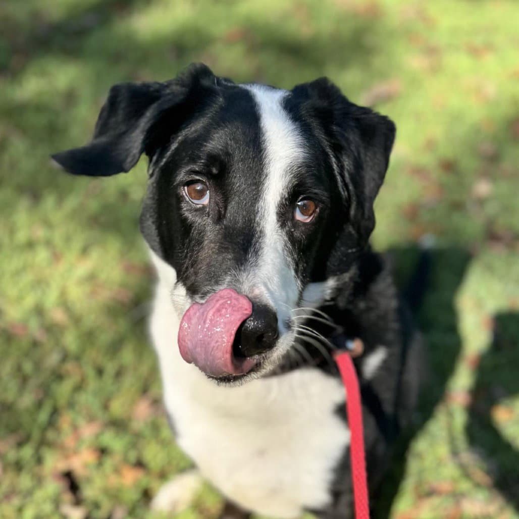 Rupert - Labrador Retriever