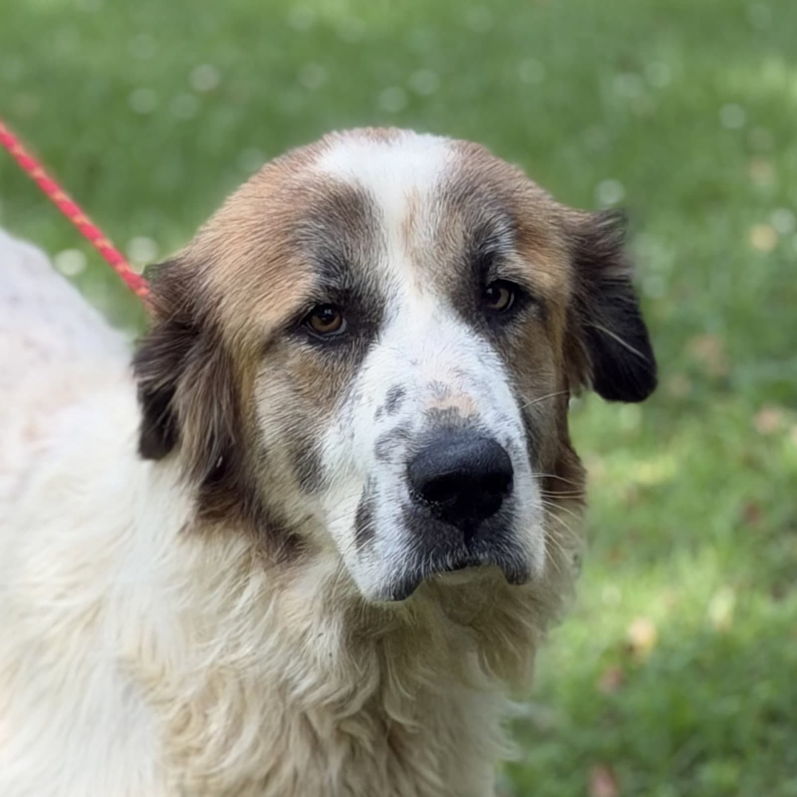 Mango - Great Pyrenees