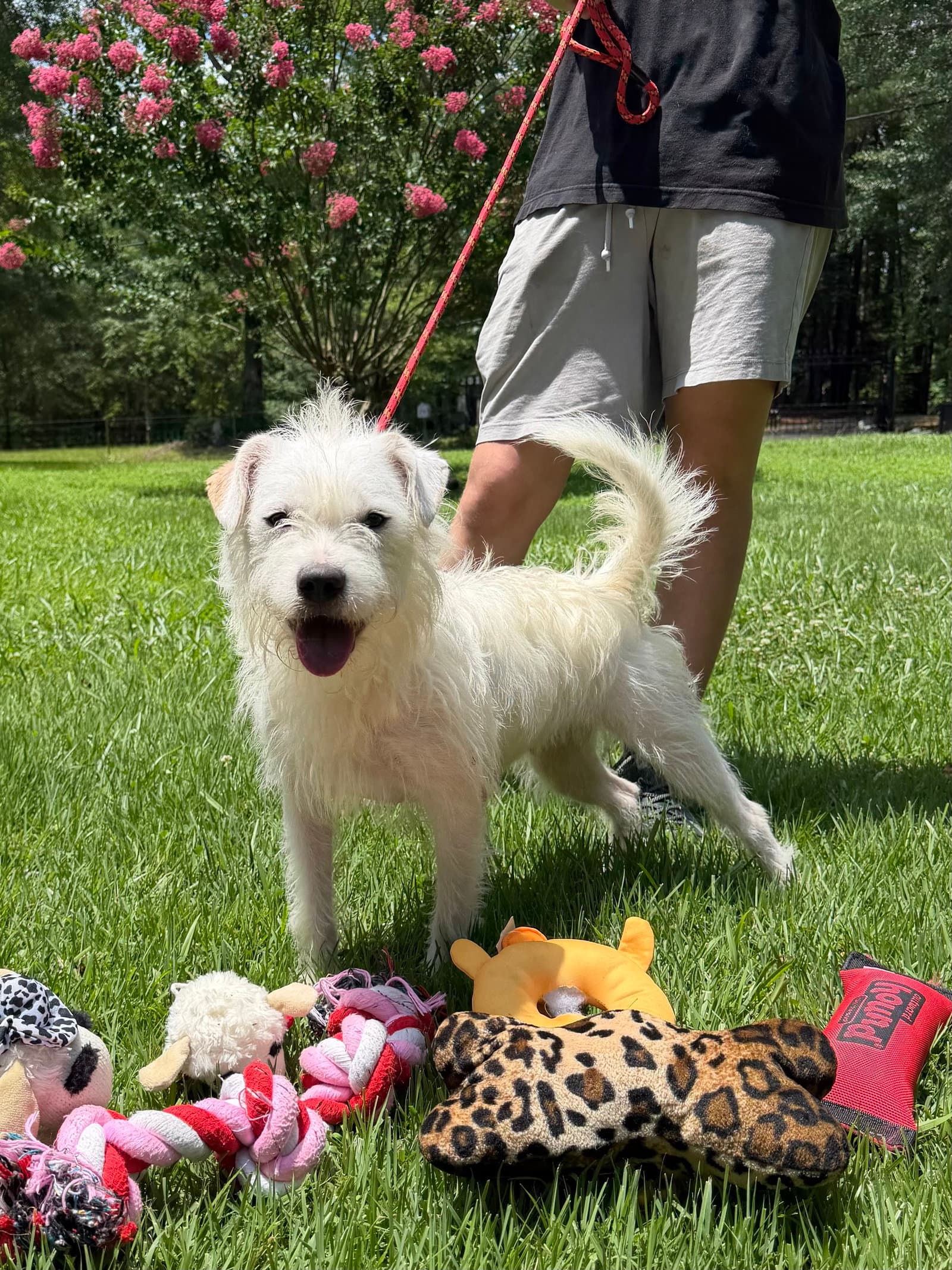 Millie - Wirehaired Fox Terrier