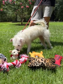 Millie image 4