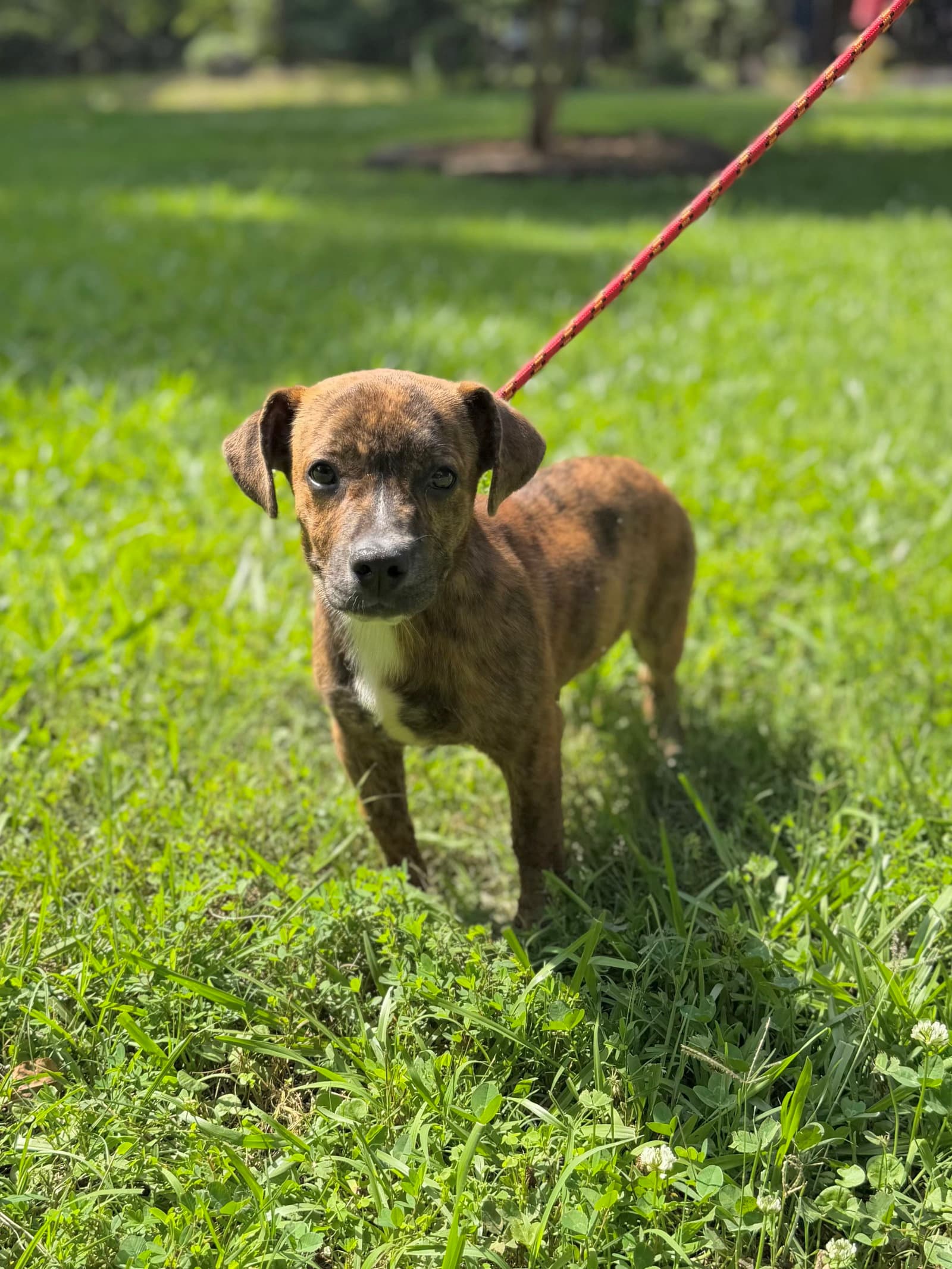 Pricilla - Dachshund