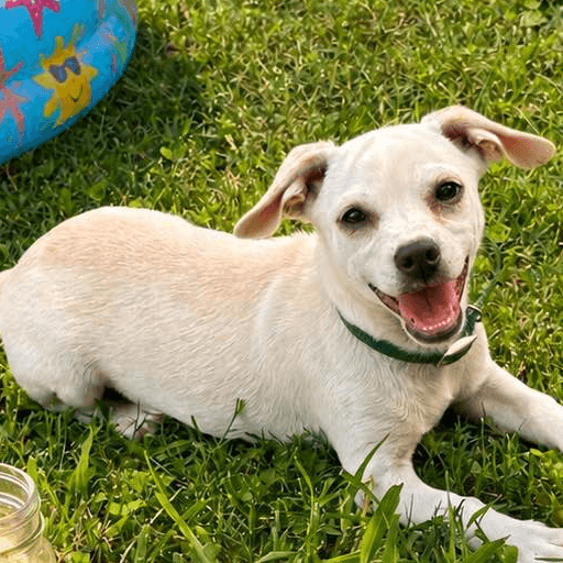 Kylem - Chihuahua