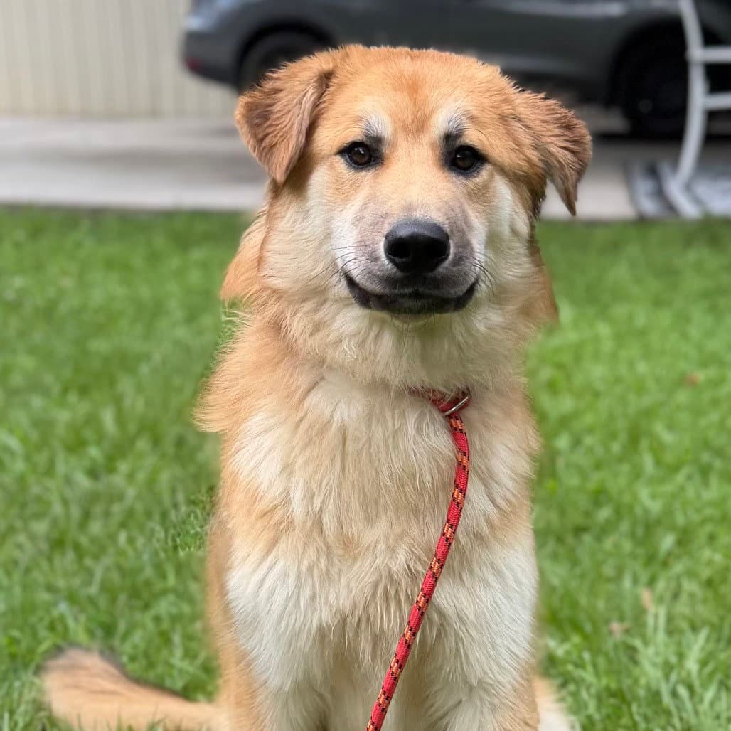 Stacey - Great Pyrenees