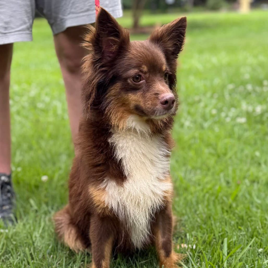 Kimmy Kibble - Papillon