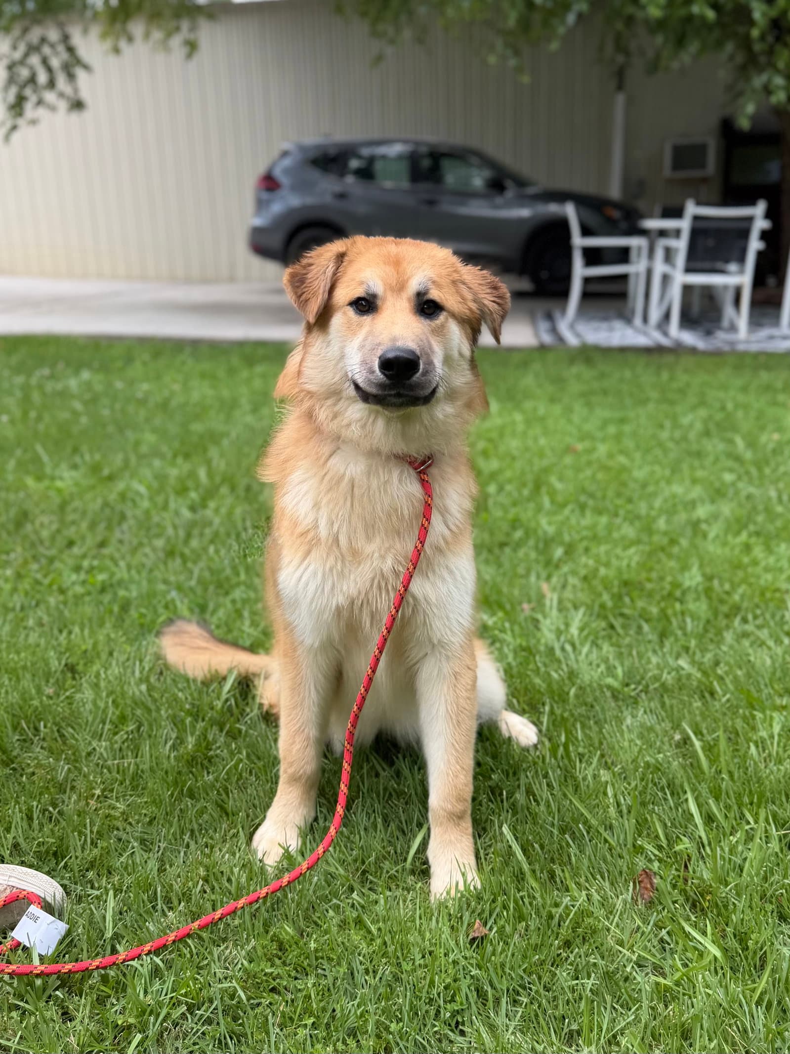 Stacey - Great Pyrenees