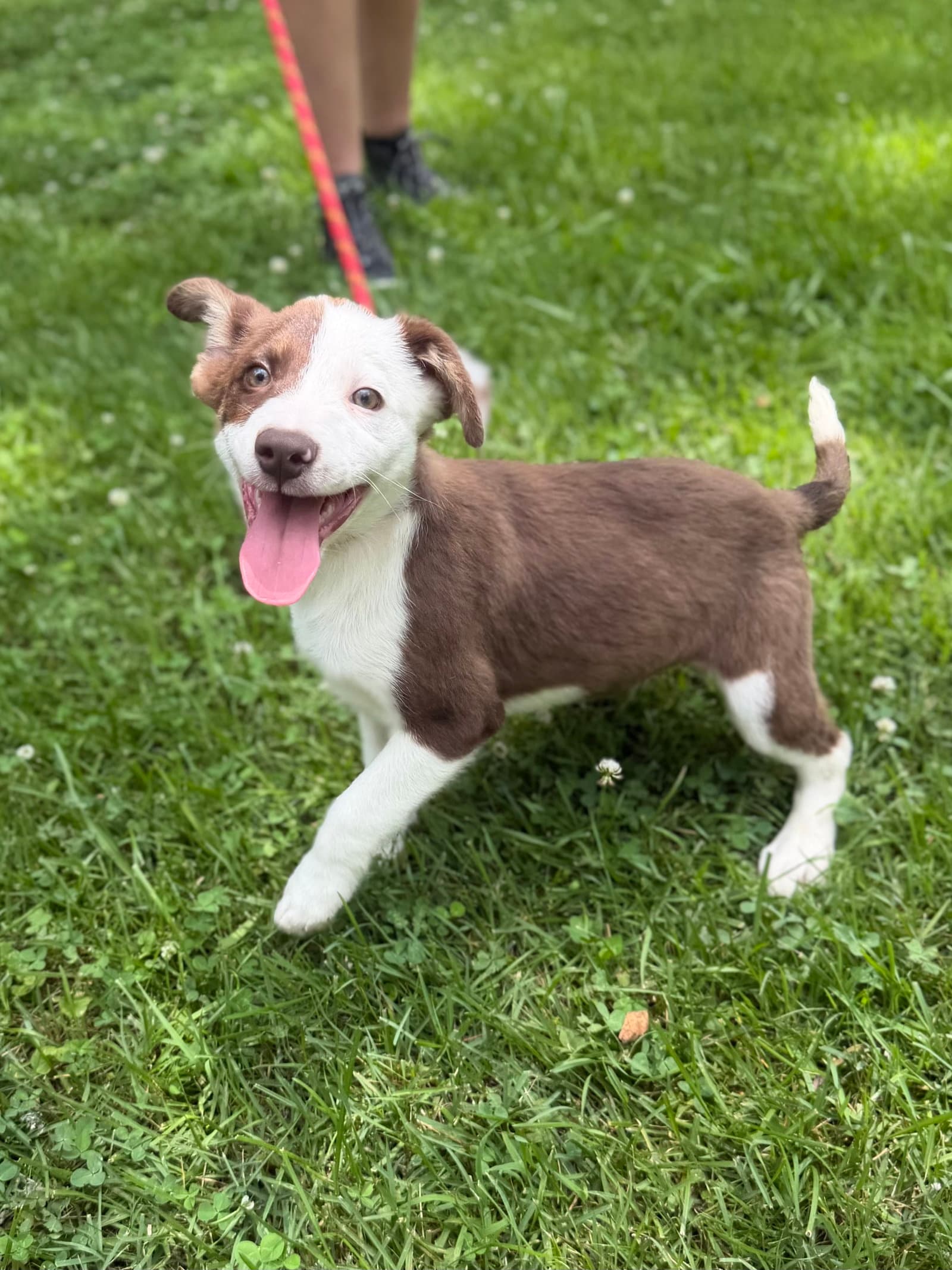 Noah - Australian Shepherd