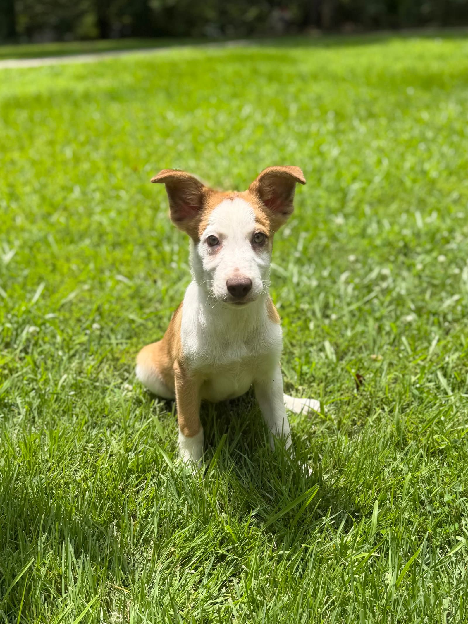Liam - Australian Shepherd