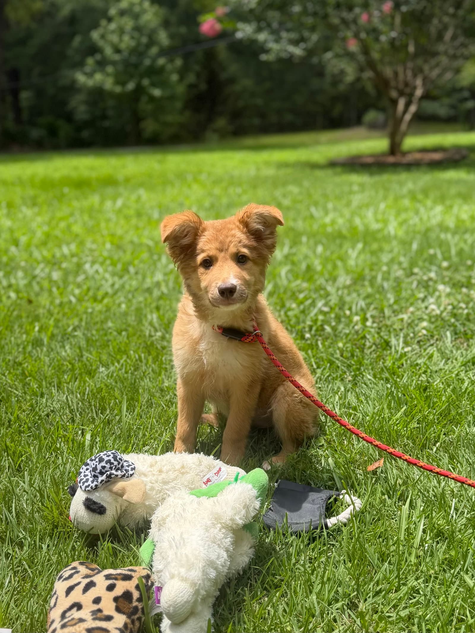 Emma - Australian Shepherd