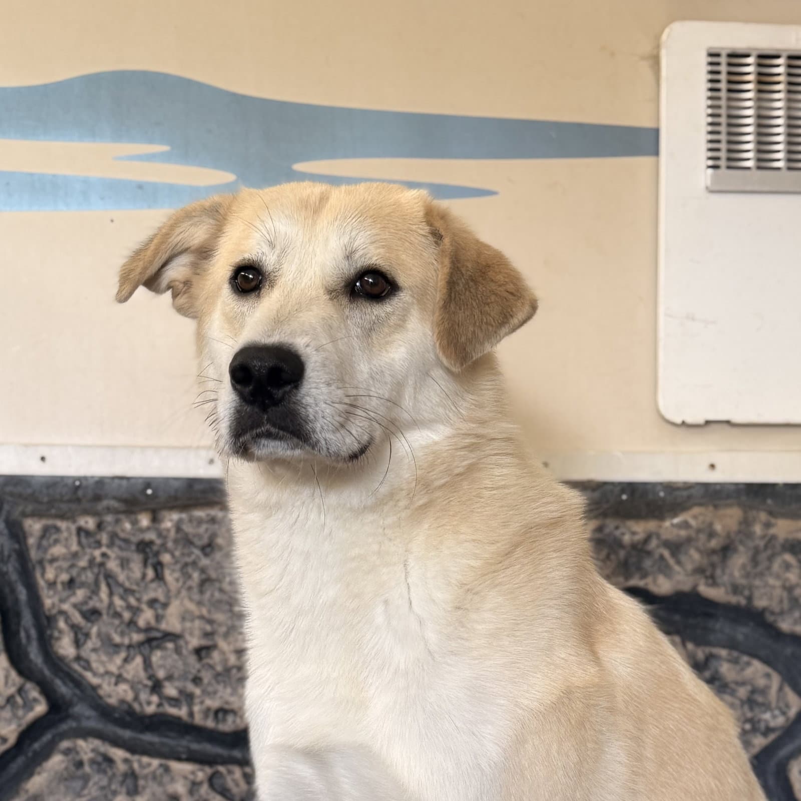 Aphrodite - Great Pyrenees