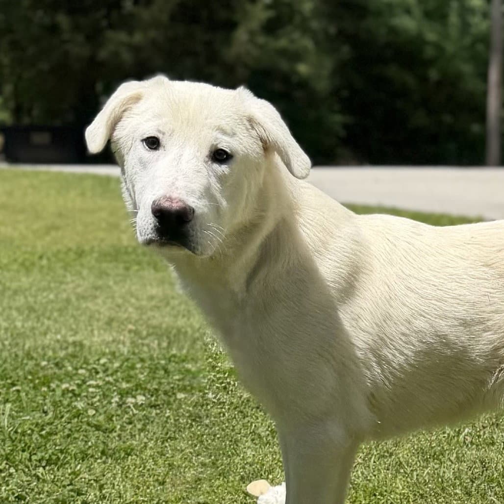 Stefan - Great Pyrenees