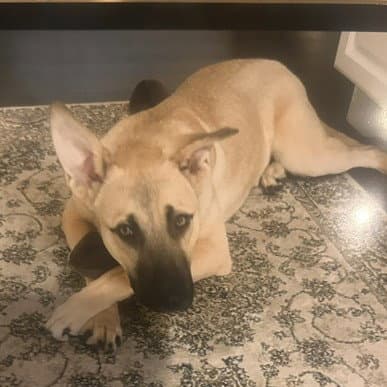 Sinbad Low Fee In Pa - Rhodesian Ridgeback