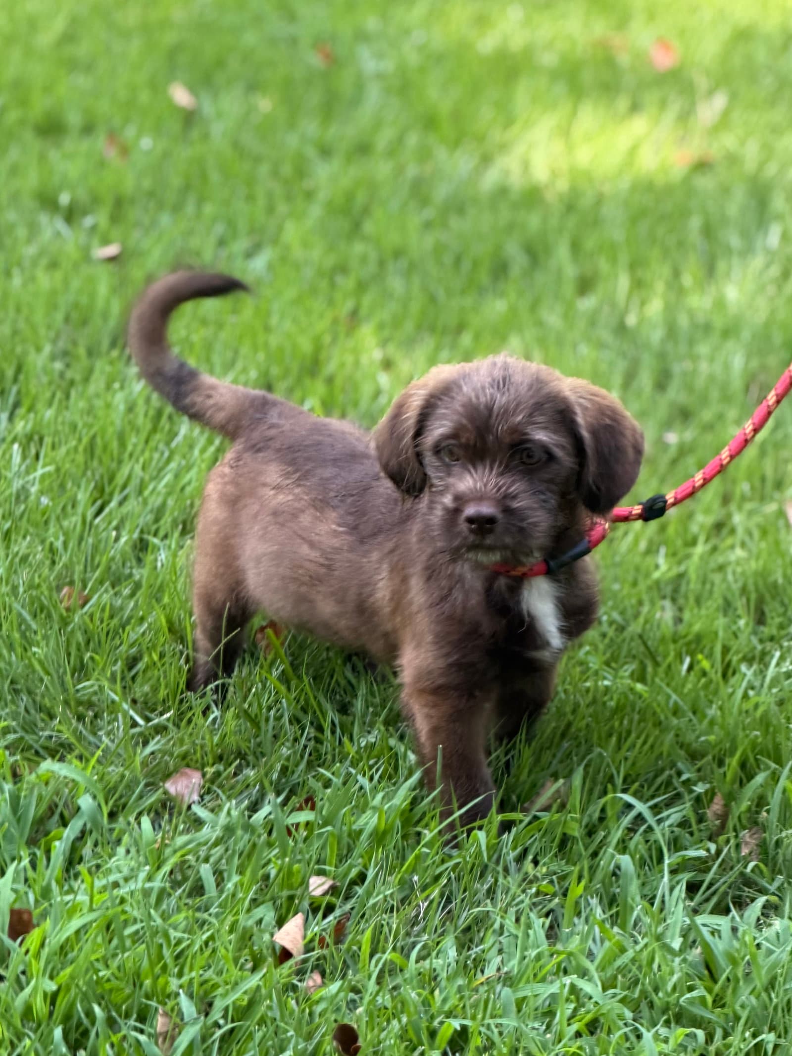 Zap - Labrador Retriever