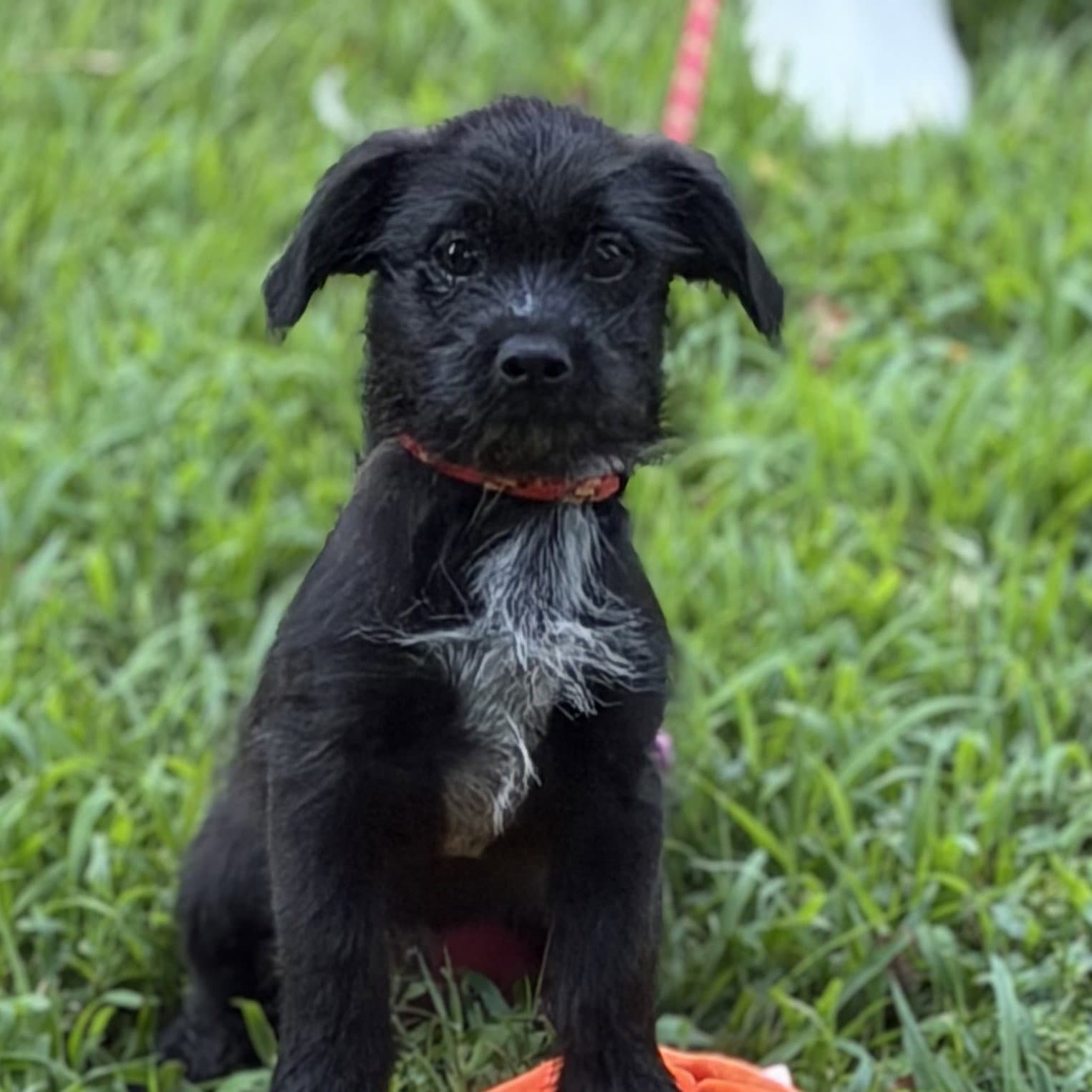 Zambo - Labrador Retriever