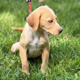 Gracie image 4