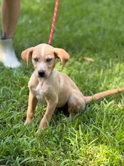 Gracie image 1