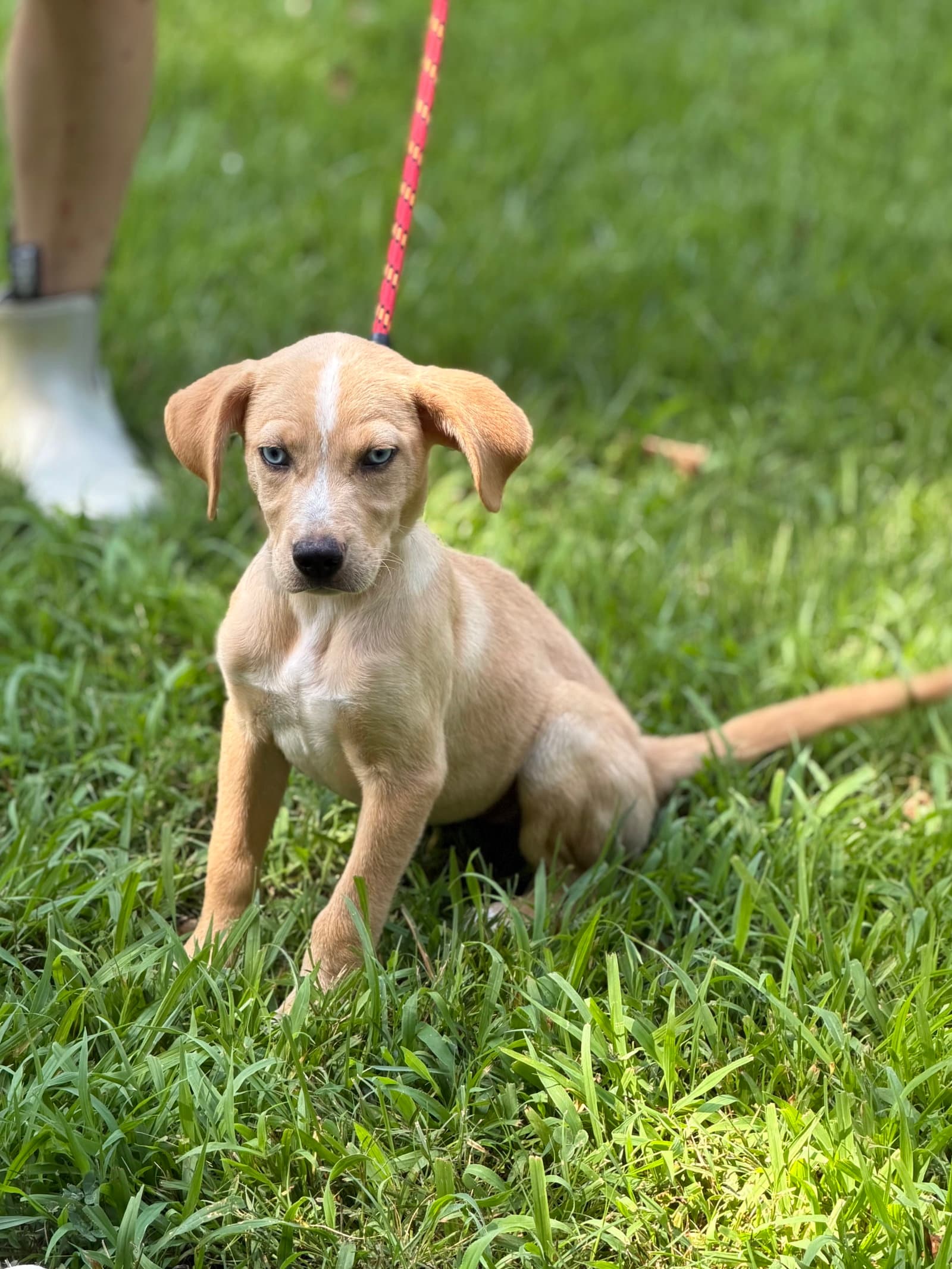 Gracie - Hound
