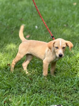 Gracie image 2