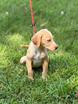 Gracie image 4