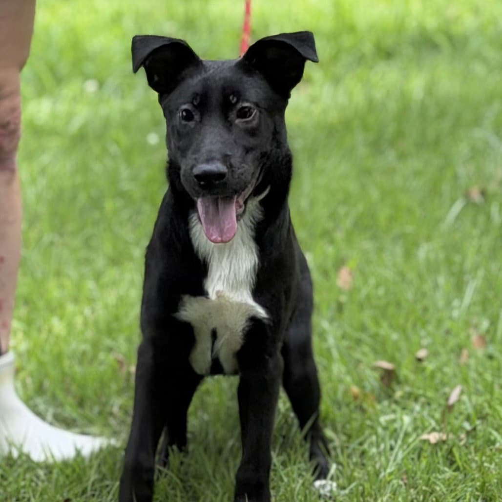 Tater - Black Labrador Retriever
