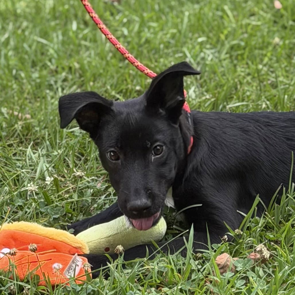 Potato - Black Labrador Retriever