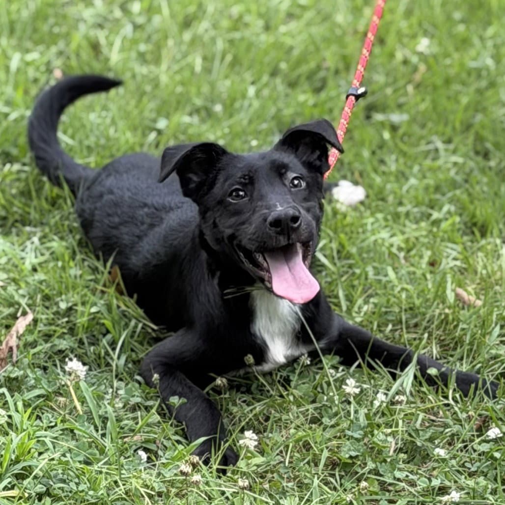 Ben - Black Labrador Retriever
