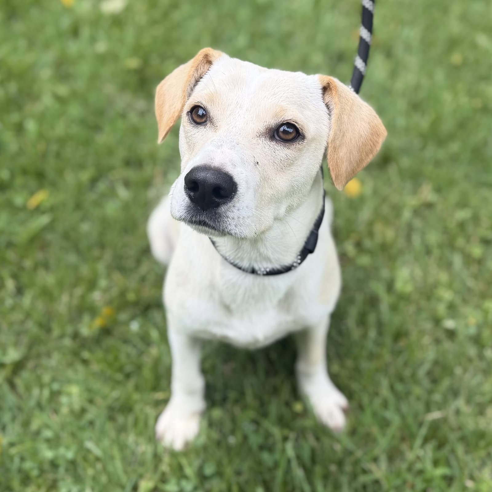 Sunshine - Yellow Labrador Retriever