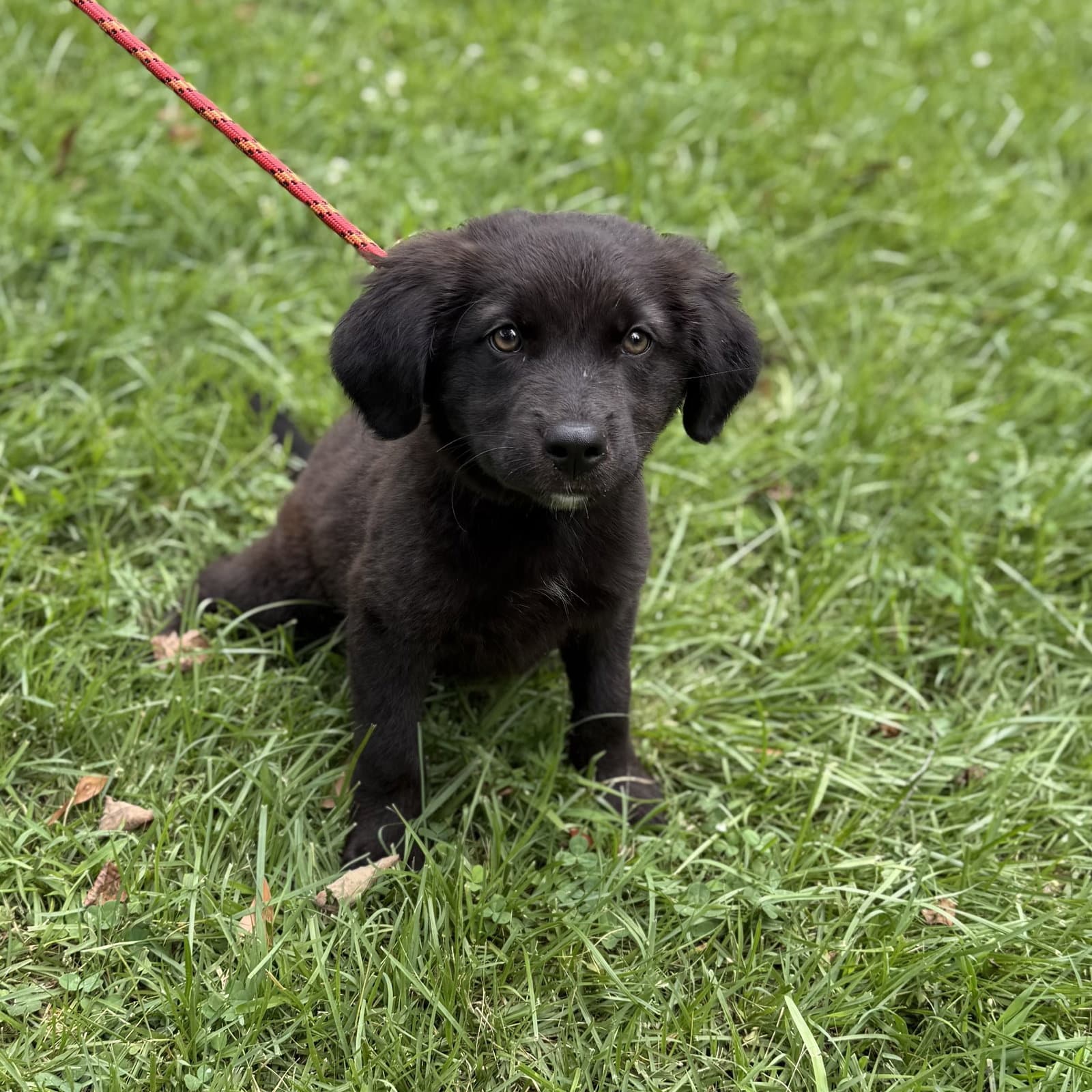 Racer - Labrador Retriever