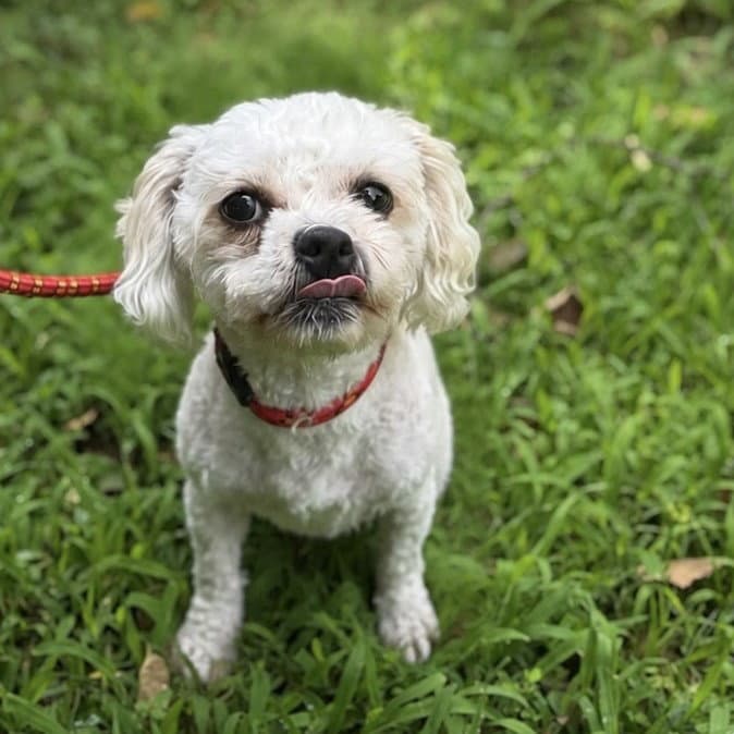 Posty - Poodle (Miniature)
