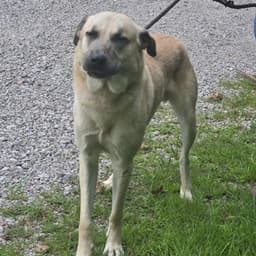 Brutus Hope image 1