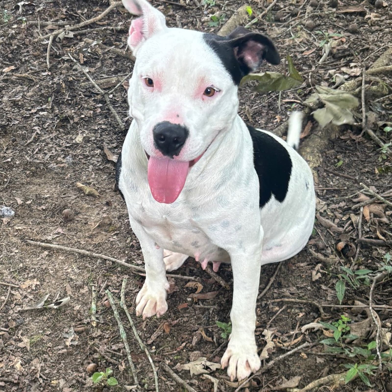 Bonita - Terrier