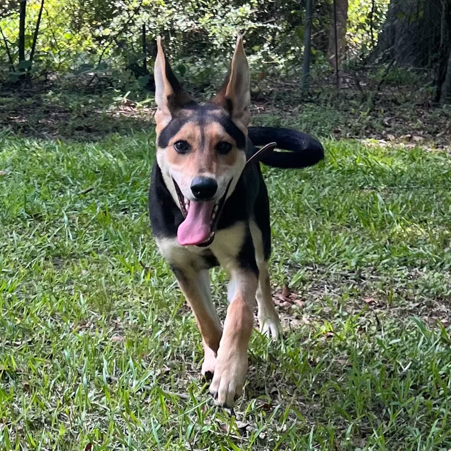 Ruby Red Hope - German Shepherd Dog