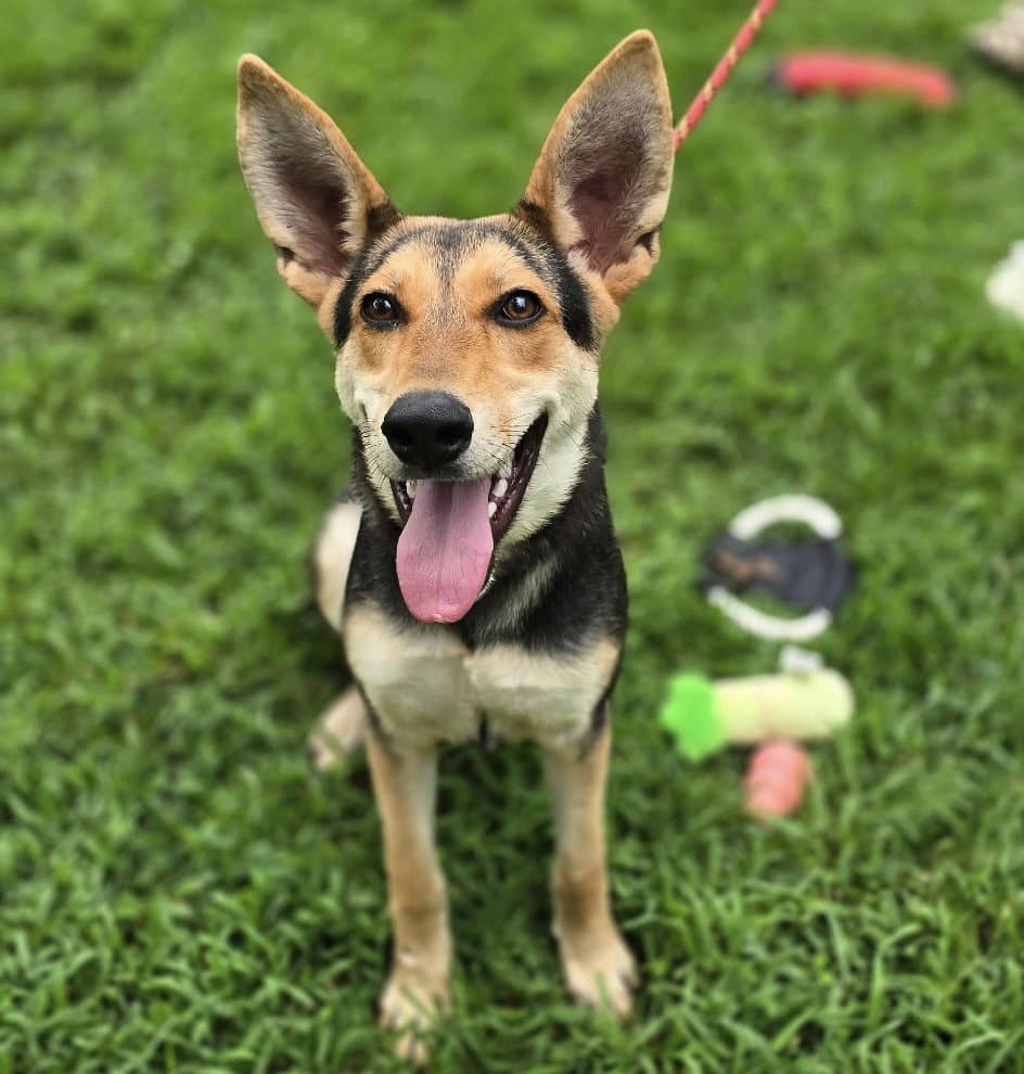 Ruby Red Hope - German Shepherd Dog