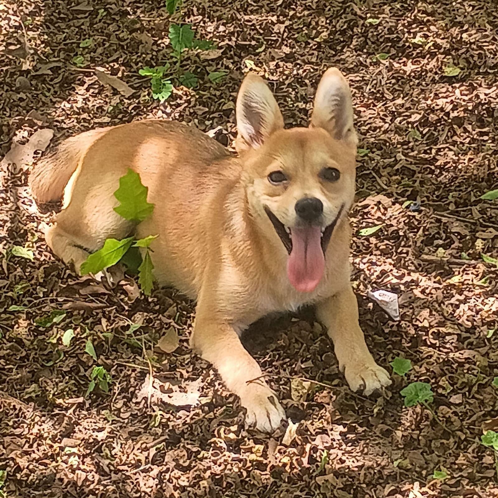 Tulip Hope - Shiba Inu