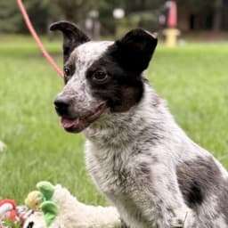 Pepper image 1