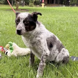 Pepper image 2