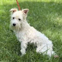 Milo Boo image 2