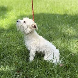 Milo Boo image 3