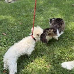 Milo Boo image 4